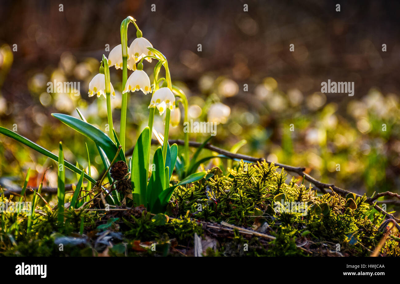 erste Blüten im Frühling. Frühling-Schneeflocke Leucojum fordert auch einen unscharfen Hintergrund Wald Wiese in der Sonne. Snowbell Nahaufnahme. Stockfoto