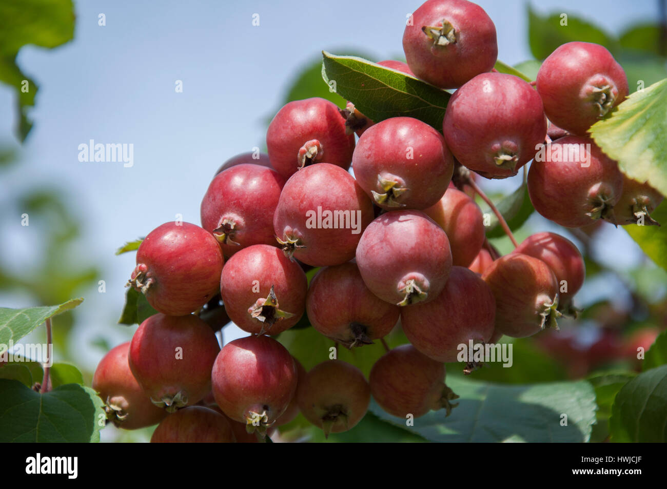 neuem Obst, Pfedelbach-Renzen, Pfedelbach, Ohrn Tal, Schwäbisch-Fränkischen Wald, Region Hohenlohe, Baden-Württemberg, Heilbronn-Franken, Deutschland, Malus, Stockfoto