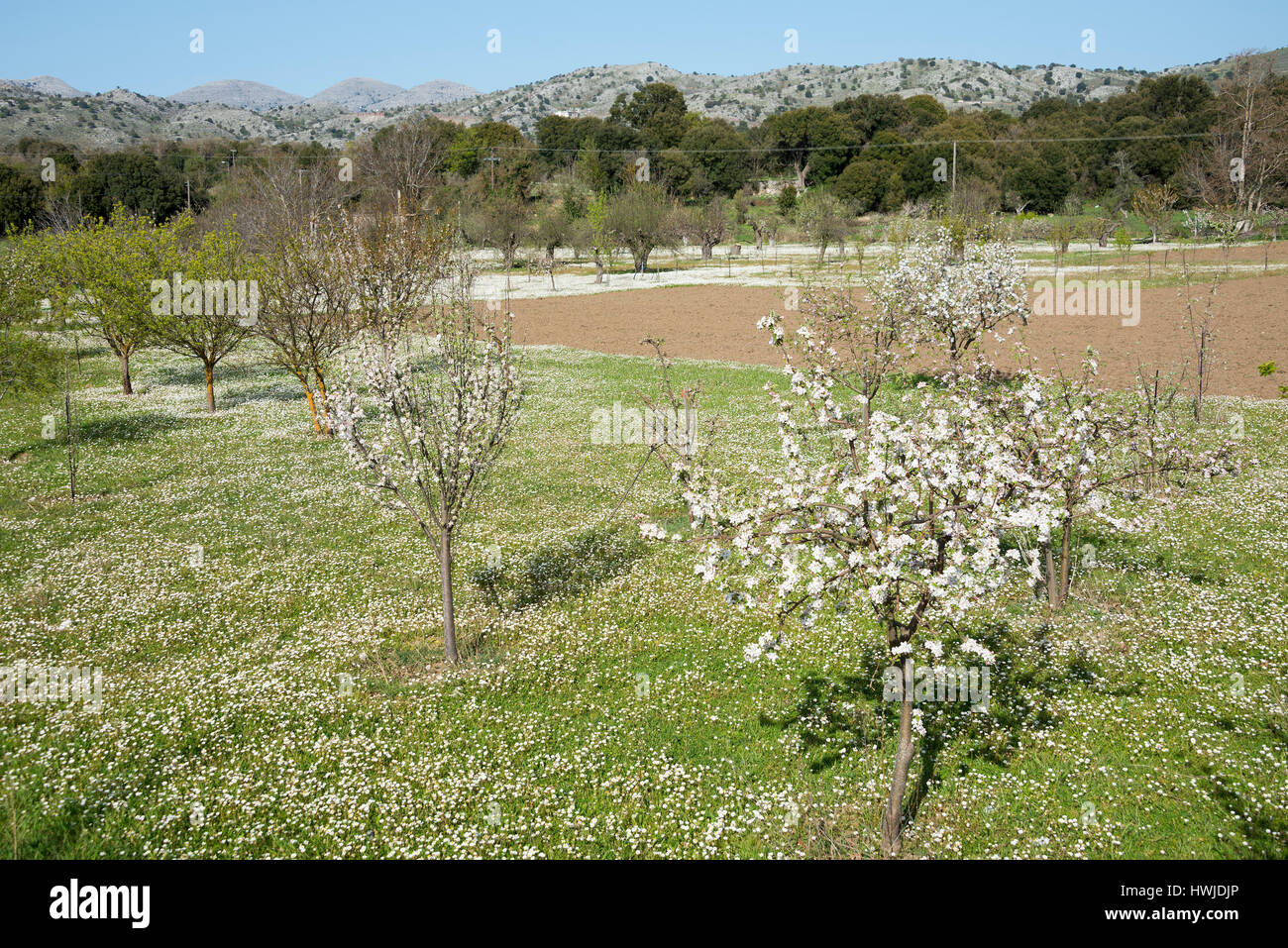 Obstbäume, Lassithi-Hochebene, Kreta, Griechenland Stockfoto