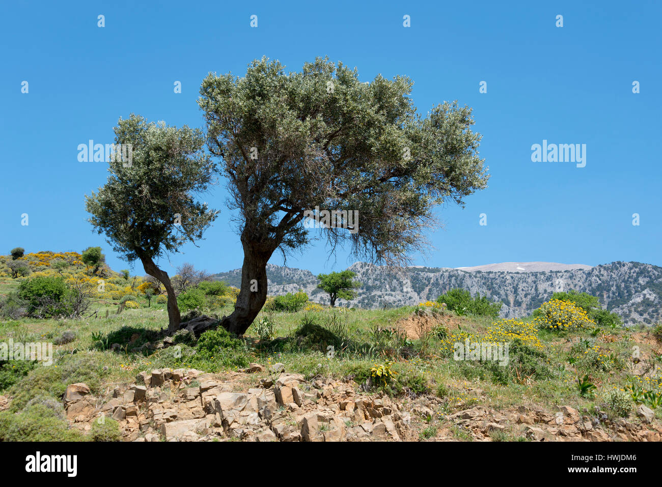 Olivenbaum in der Nähe von Kouroutes, Kreta, Griechenland, Olea Europaea, Stockfoto