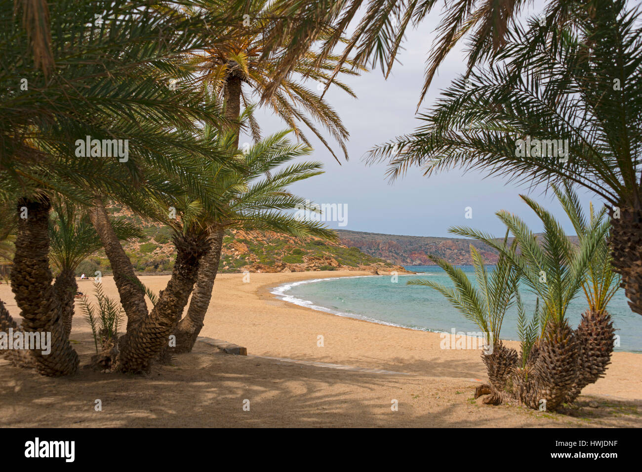 Palme Strand von Vai mit kretischen Dattelpalmen, Kreta, Griechenland, Phoenix Theophrasti, Stockfoto