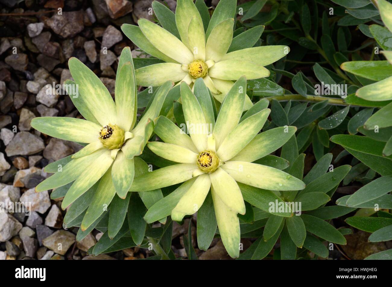 Leucadendron Traubeneichen Sonne Conebush oder westlichen Sunbush Blumen blühen Stockfoto