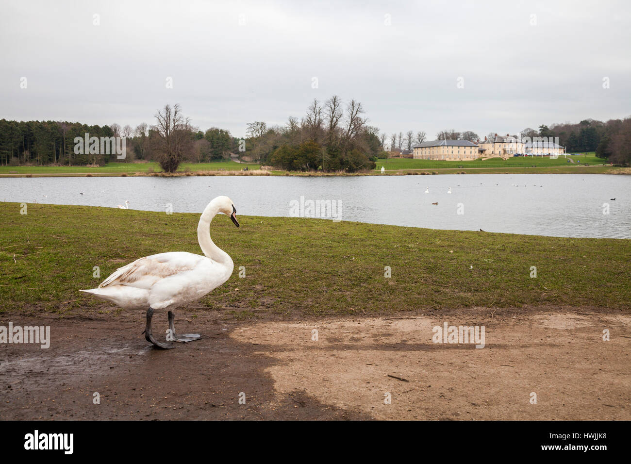 Einen malerischen Blick auf Hardwick Park, Sedgefield, Co.Durham mit einem weißen Schwan im Vordergrund vor dem See Stockfoto Einen malerischen Blick auf Hardwick Park, Sedgefield, Co.Durham mit einem weißen Schwan im Vordergrund vor dem See Stockfoto