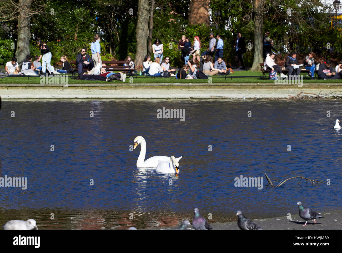 Schwäne auf den Ententeich an einem sonnigen Frühlingstag in St. Stephens green Dublin Irland Stockfoto