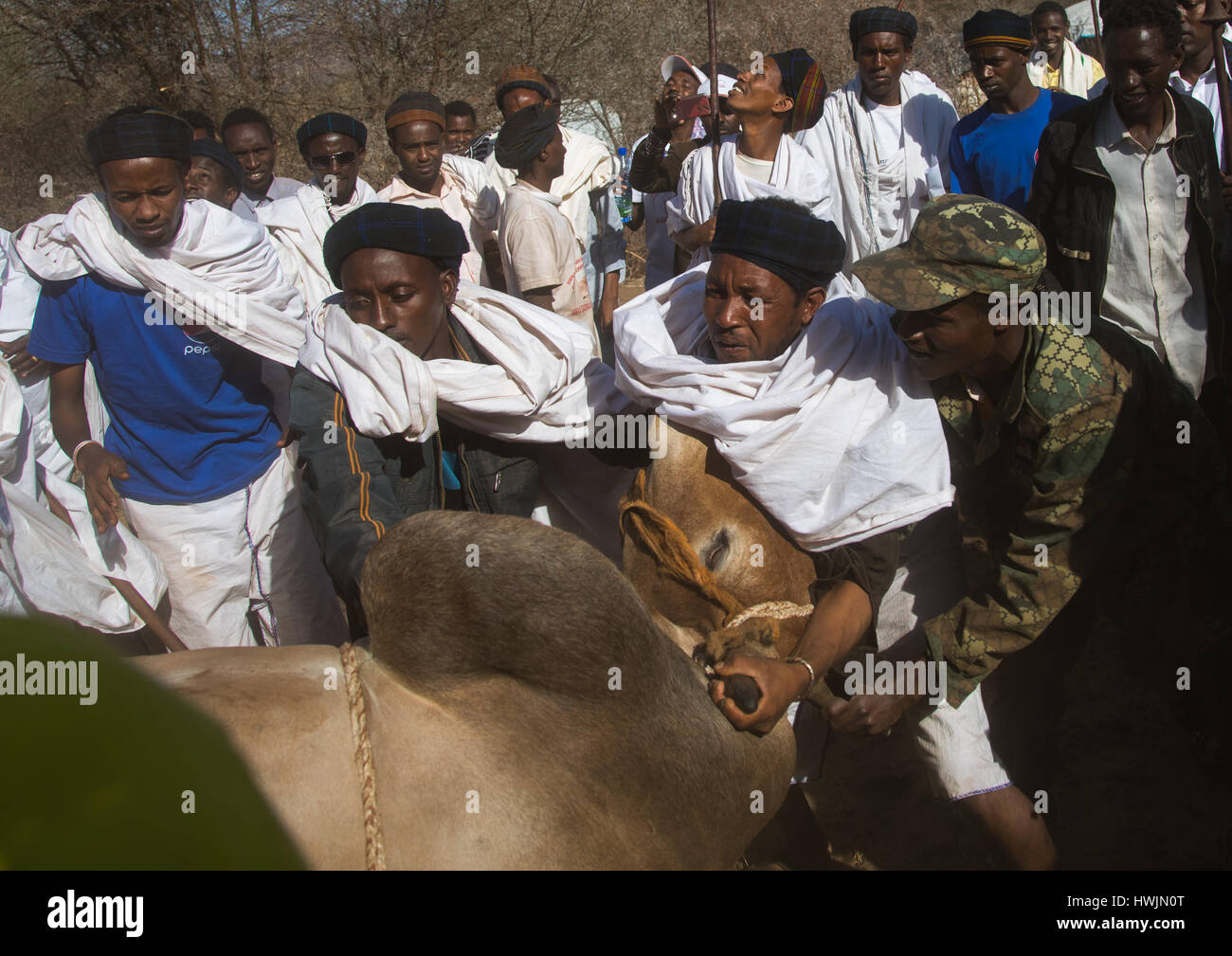 Schlachtung eines Stiers während der Gada System Zeremonie in Borana Stamm, Oromia, Yabelo, Äthiopien Stockfoto