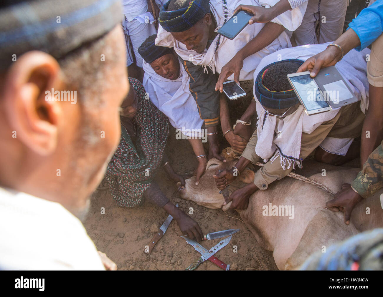 Schlachtung eines Stiers während der Gada System Zeremonie in Borana Stamm, Oromia, Yabelo, Äthiopien Stockfoto