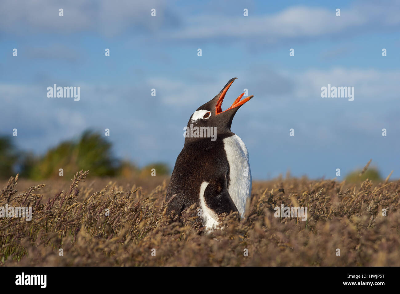 Gentoo Penguin (Pygoscelis Papua) auf einer Wiese Gras auf Seelöwe Insel auf den Falklandinseln. Stockfoto