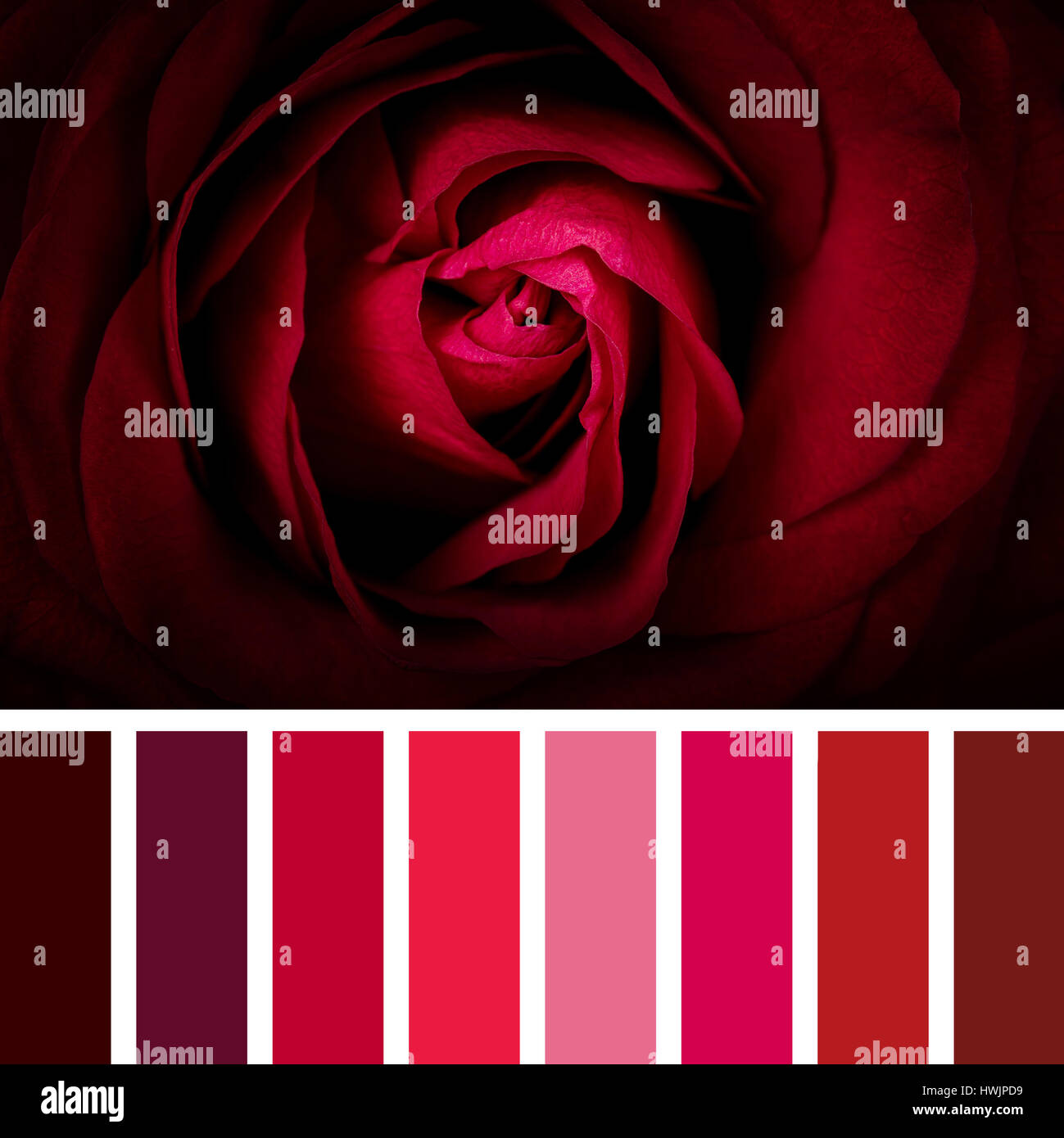 Detail Einer Schonen Scarlet Rose In Einer Farbpalette Mit Kostenlose Farbkarten Stockfotografie Alamy