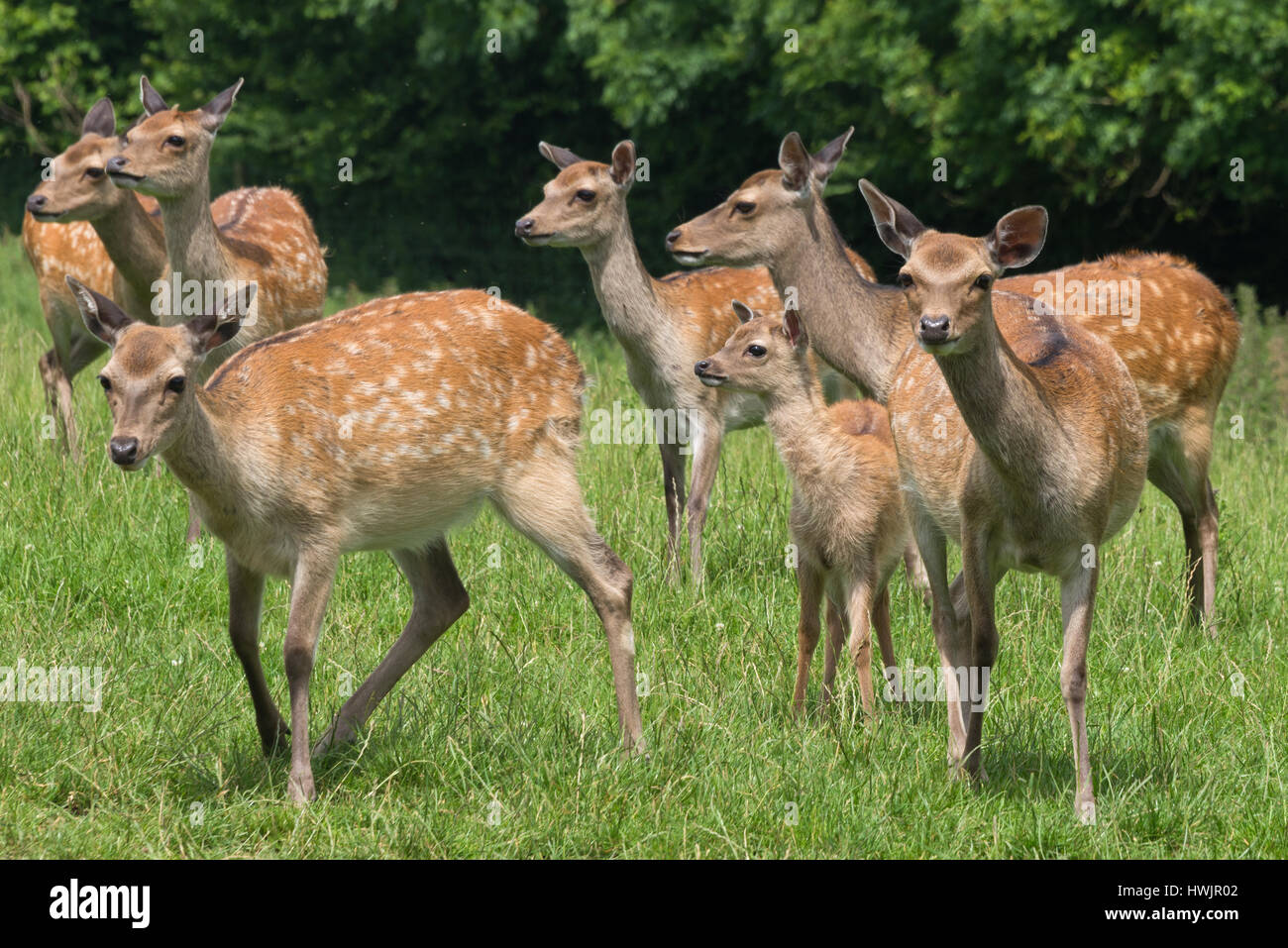 Eine Gruppe von Sika Deer Hinds und Kälber in einem Feld im Süd Westen Hirsch Rettungszentrum in der Nähe von Crewkerne in Somerset, England Stockfoto