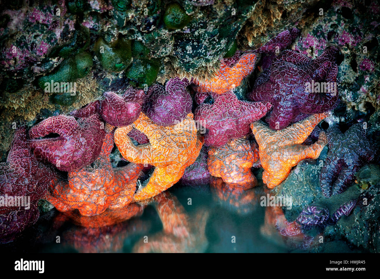 Seesterne und Seeanemonen bei Ebbe. Strand von Bandon, Oregon Stockfoto