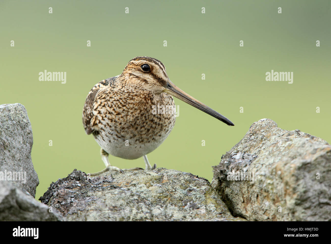 Bekassine Gallinago Gallinago thront auf einer Trockenmauer in Yorkshire Dales Stockfoto