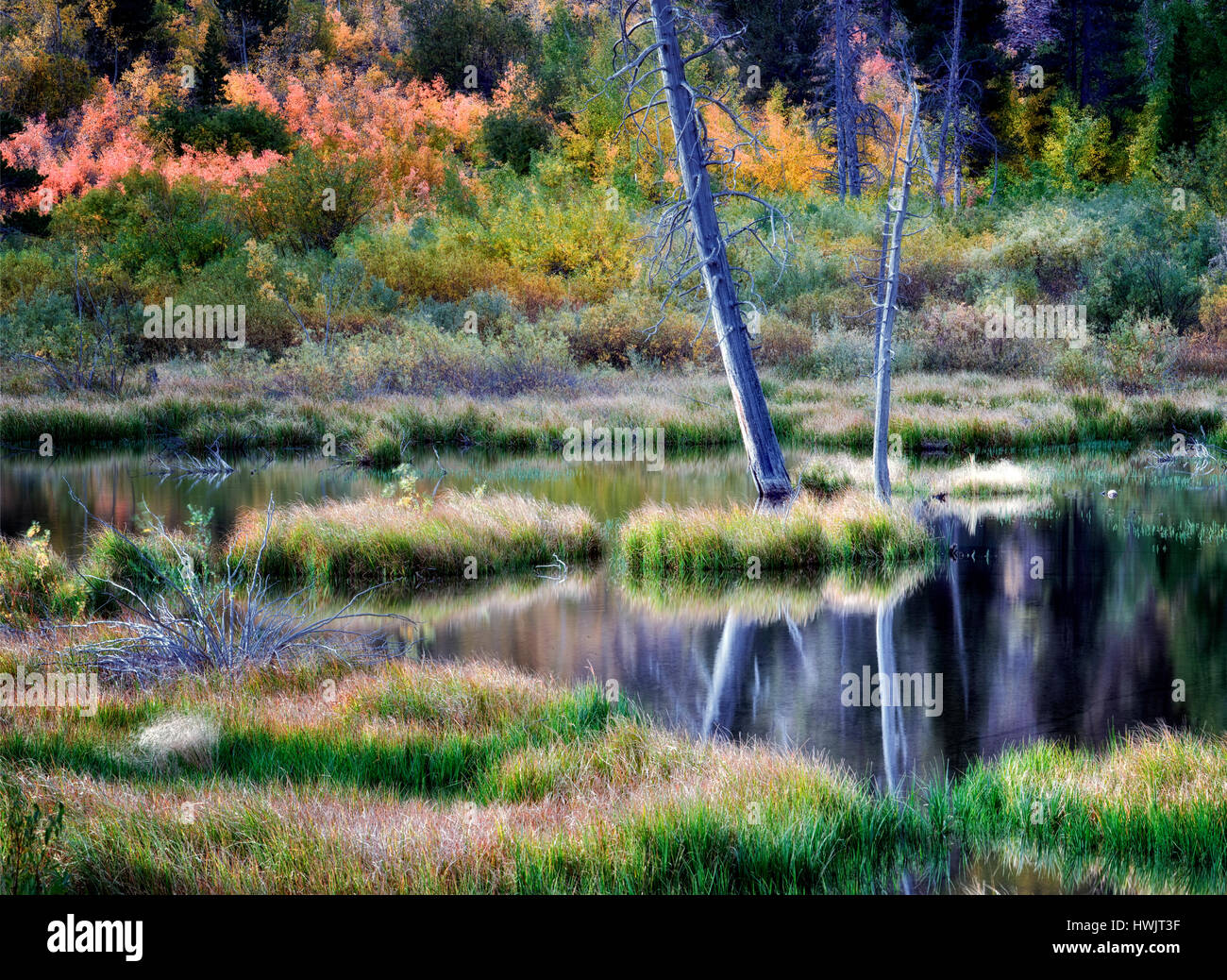 Biber Teich am Mill Creek mit Herbstfarben. Inyo National Forest. California Stockfoto
