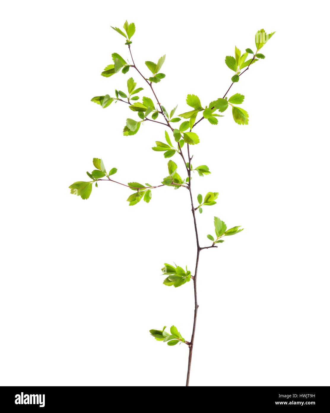 Zweig mit jungen grünen Federblättern isoliert auf weiss. Stockfoto