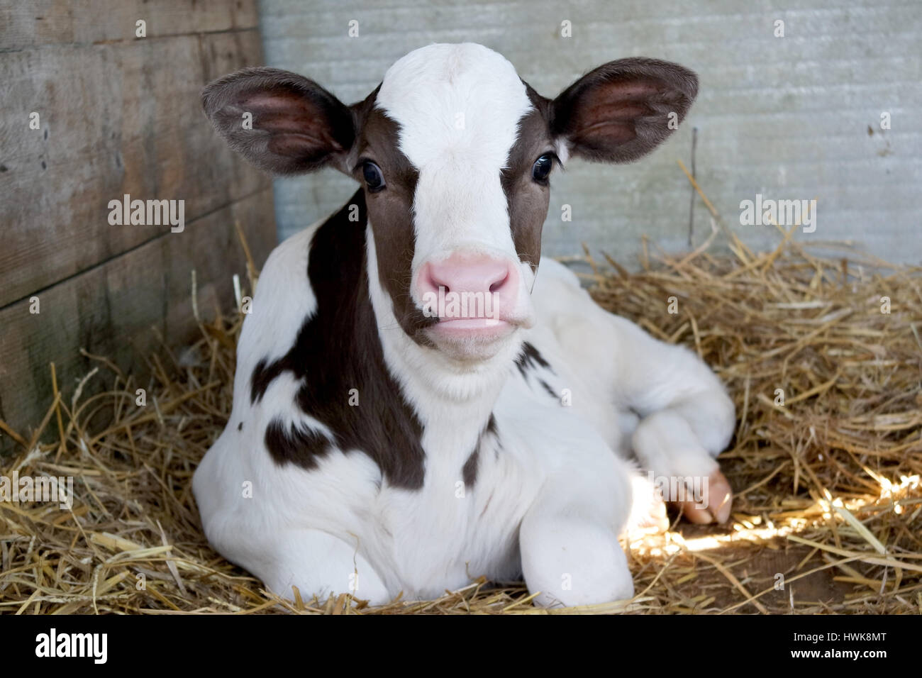 Baby Kuh Kalb in einem Käfig. Stockfoto