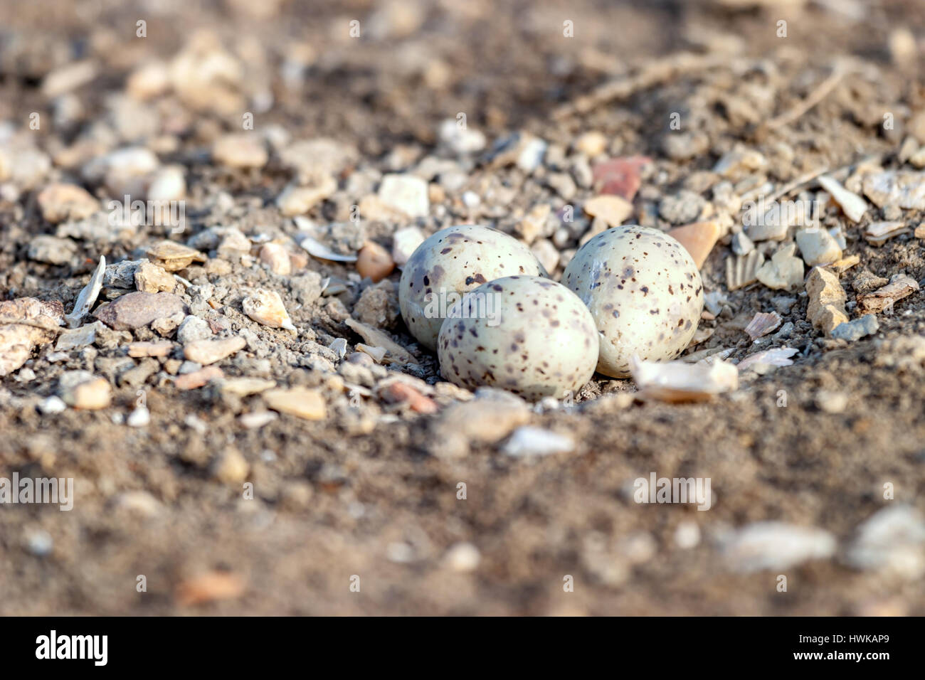 Drei Eiern der Stelzenläufer am Boden Stockfoto