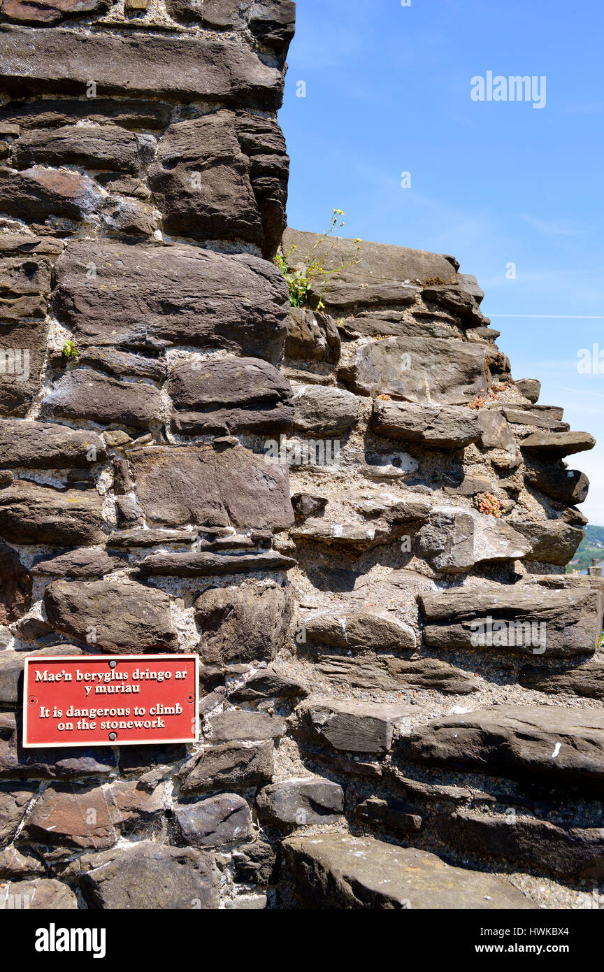 Es ist gefährlich, Klettern auf der historischen mittelalterlichen Stadtmauer rund um Stadt Conwy Stockfoto