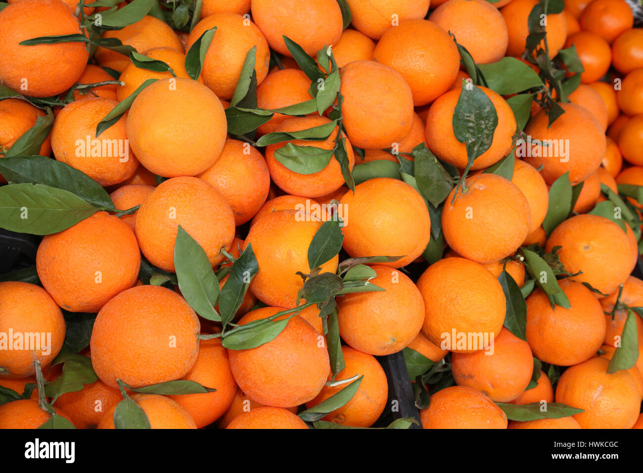viele Orangen mit Blatt frisch gepflückten während der Ernte in das Land am Mittelmeer Stockfoto