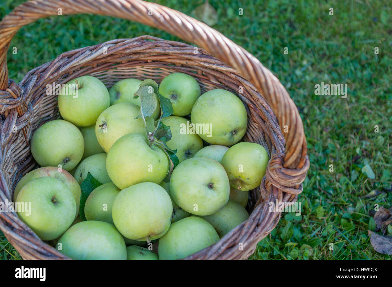 Heimischen Apfel namens James grieve, Schwäbisch Hall, Region Hohenlohe, Baden-Württemberg, Heilbronn-Franken, Deutschland, Malus, Stockfoto