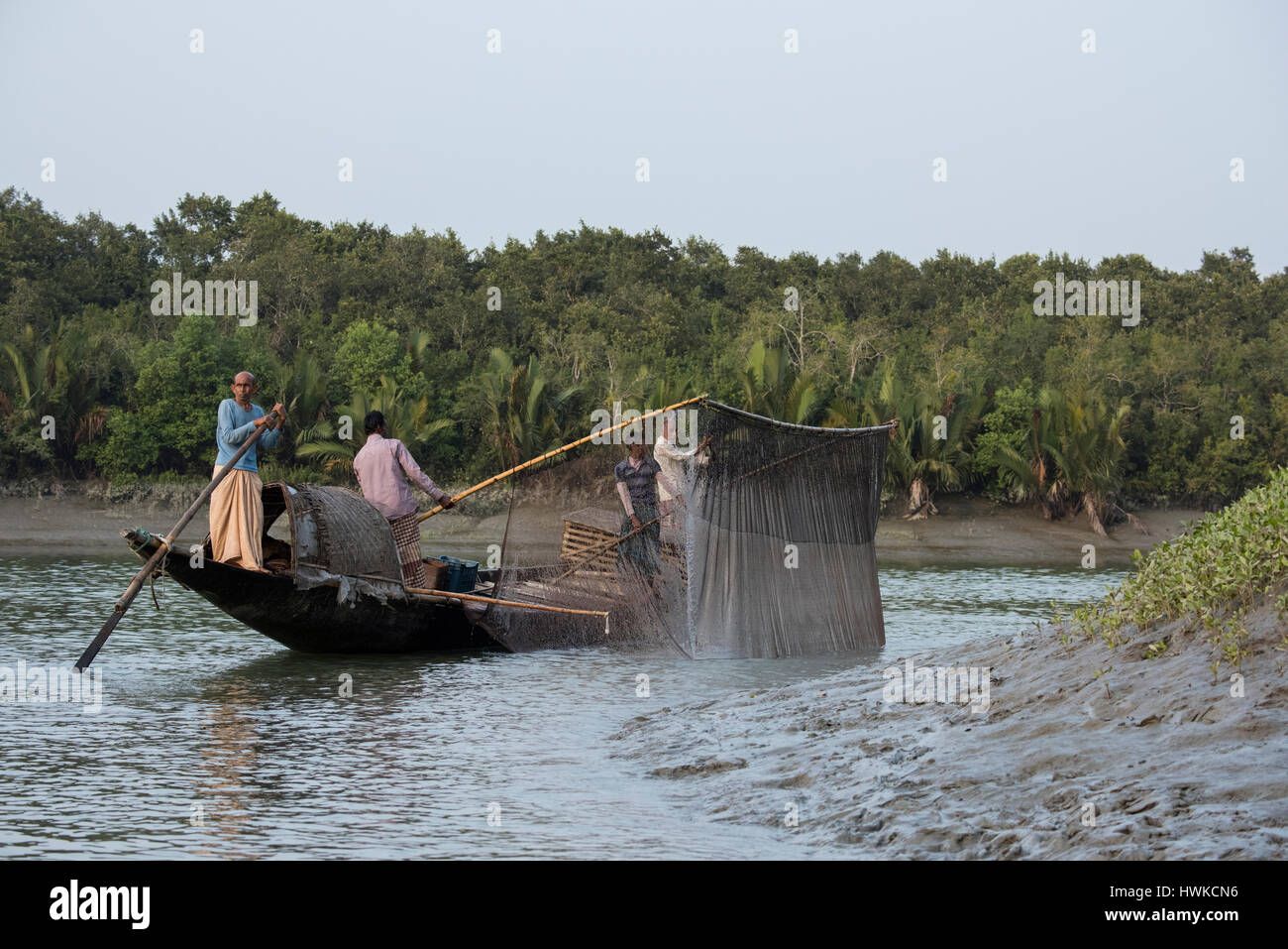 Bangladesch, Sundarbans Nationalpark. Traditionelle Fischerei mit Otter ausgebildet Otter. Diese Methode reicht bis 6. Jahrhundert n. Chr. zurück. Heben Fischernetze. Stockfoto