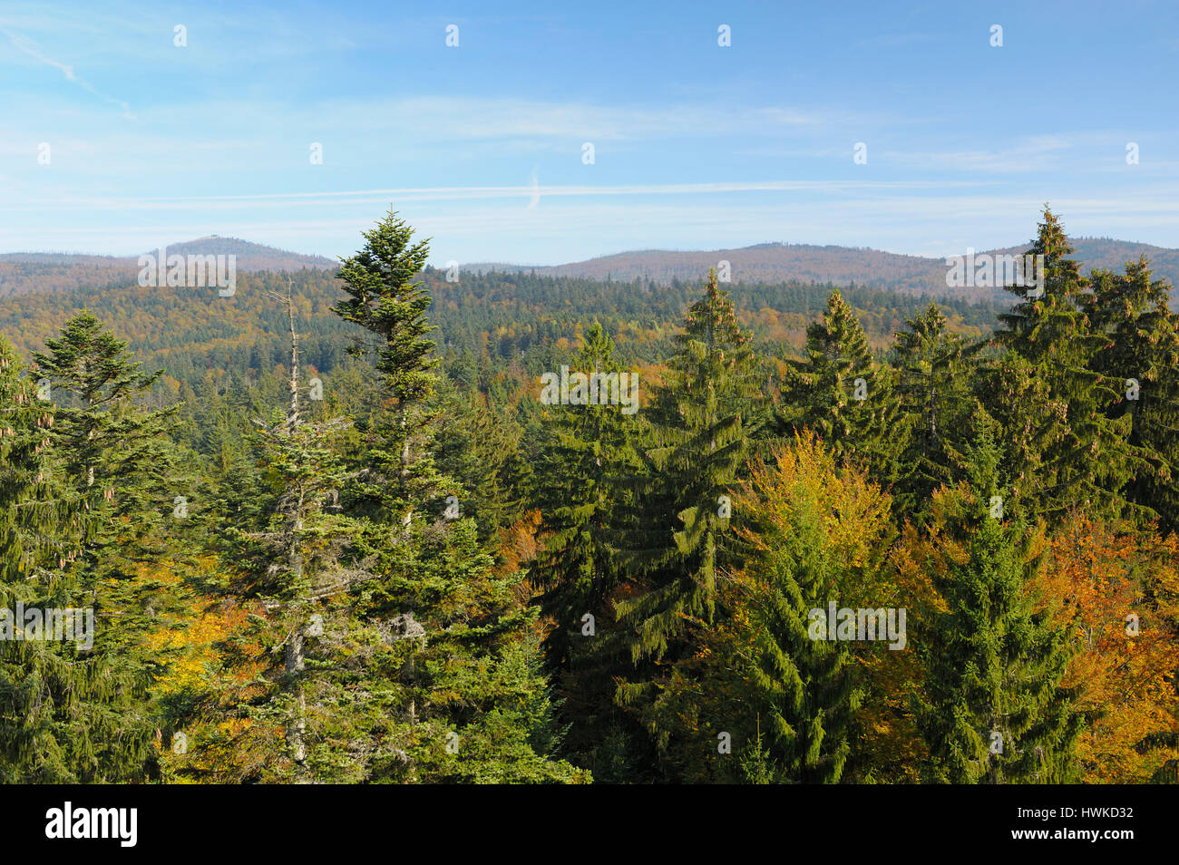 Treetop Walk, Oktober, Nationalpark Bayerischer Wald, Deutschland Stockfoto
