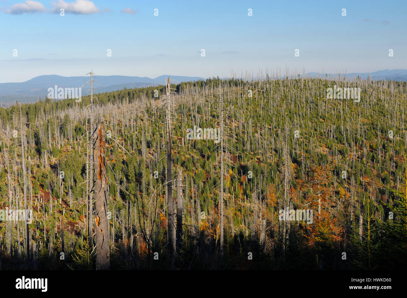 Toten Wald, Oktober, Lusen, Nationalpark Bayerischer Wald, Deutschland Stockfoto