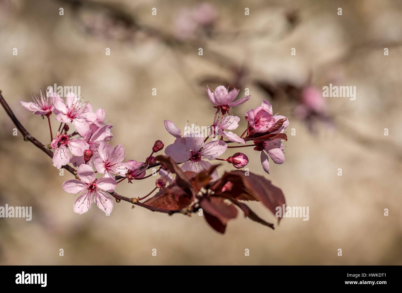 In der Nähe von Rosa sonnigen Frühling cherry tree blossom auf Zweig mit unscharfen Hintergrund Stockfoto