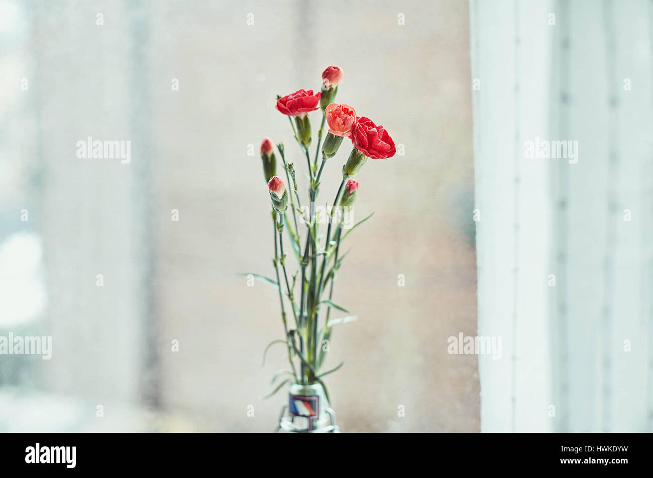 Bouquet von roten Nelken am Fenster Stockfoto