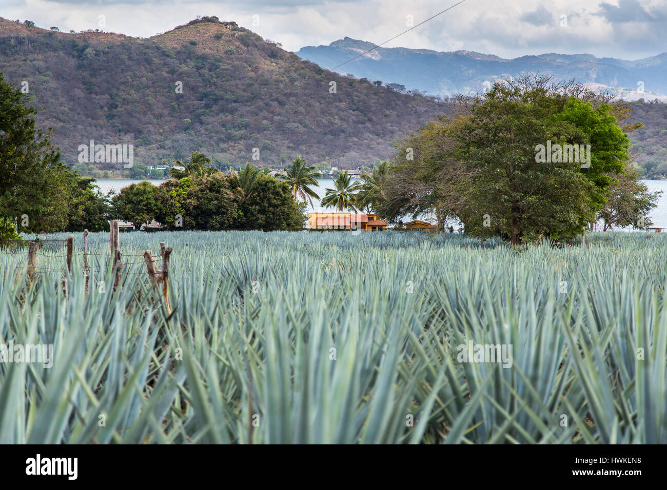 Ein Bereich der blauen Agave in einer Tequila-Herstellung-Region in der Nähe von Santa Maria del Oro im Bundesstaat Nayarit Mexiko Stockfoto