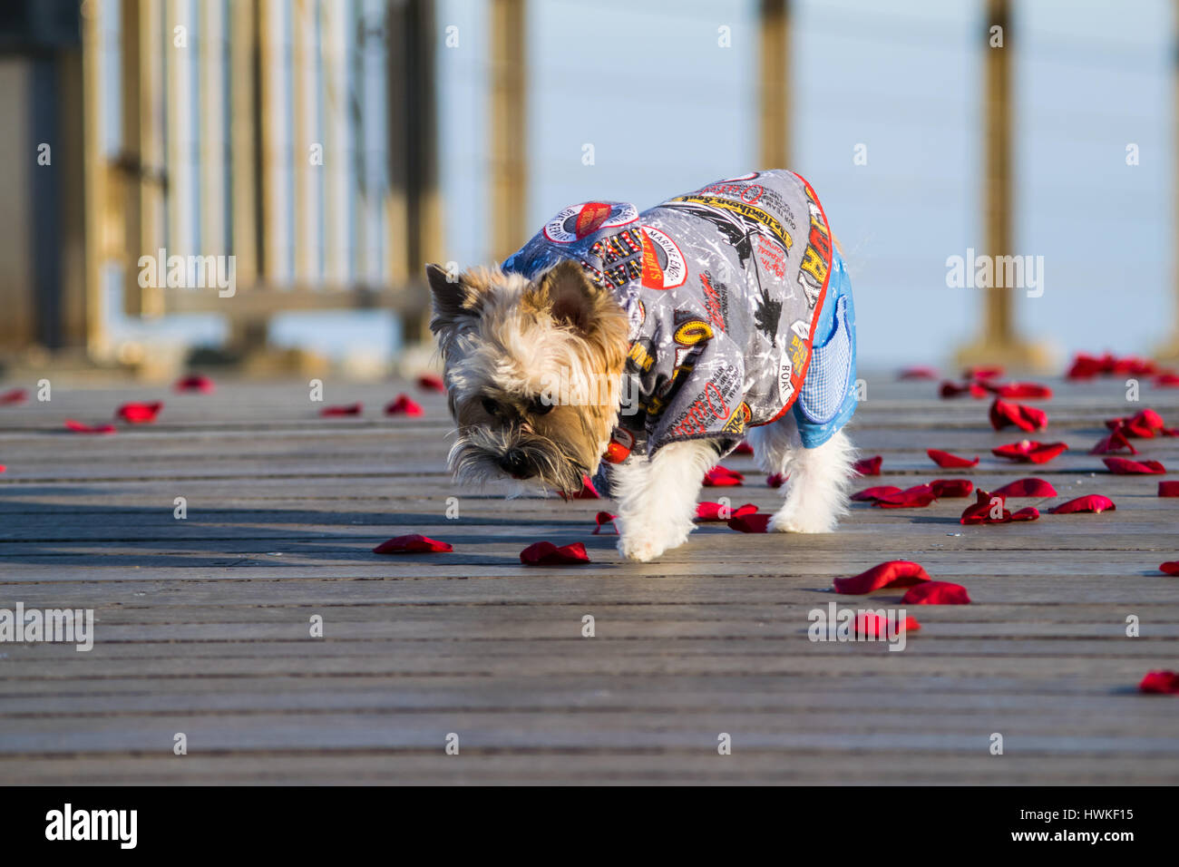 Kleine süße gekleidet Hund zu Fuß auf die Rosenblätter, Yorkshire-Terrier Welpen Stockfoto