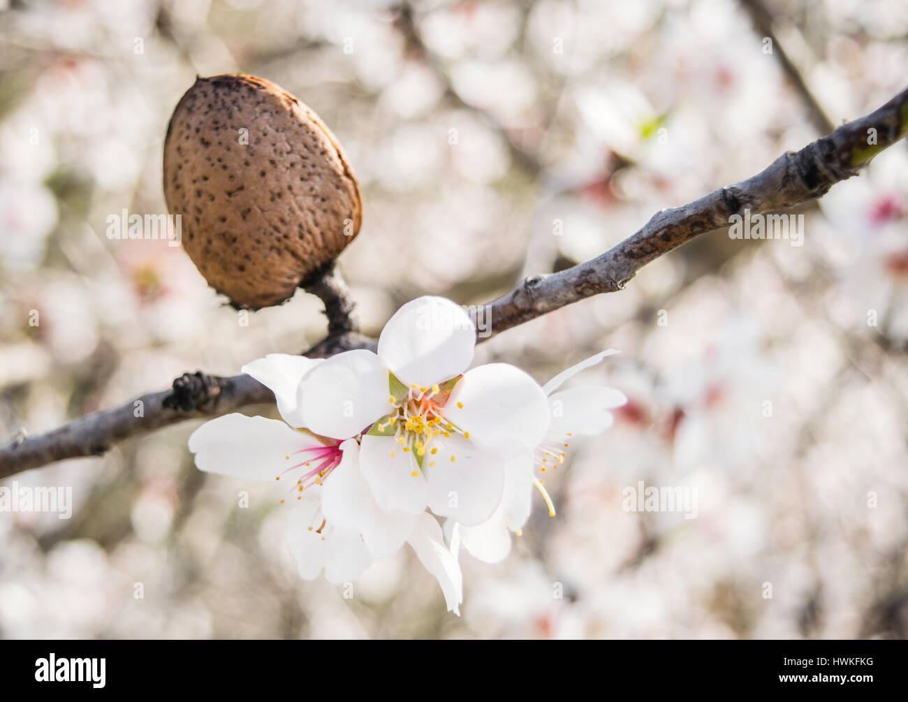 Die Mandelbaum blüht mit Niederlassungen und Mandel Nuss in der Nähe von unscharfen Hintergrund Stockfoto