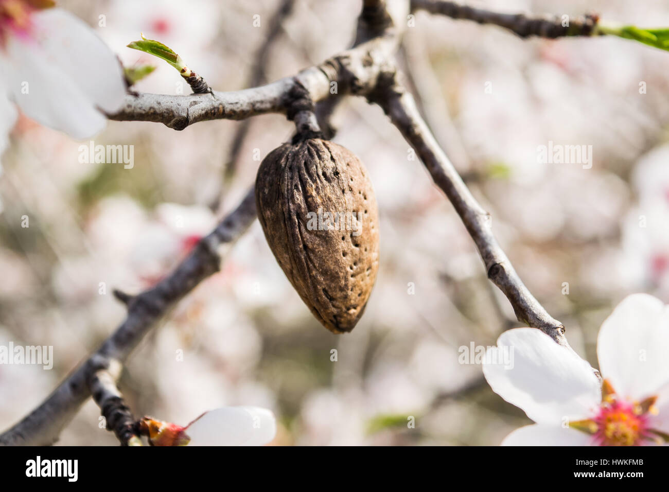 Die Mandelbaum blüht mit Niederlassungen und Mandel Nuss in der Nähe von unscharfen Hintergrund Stockfoto