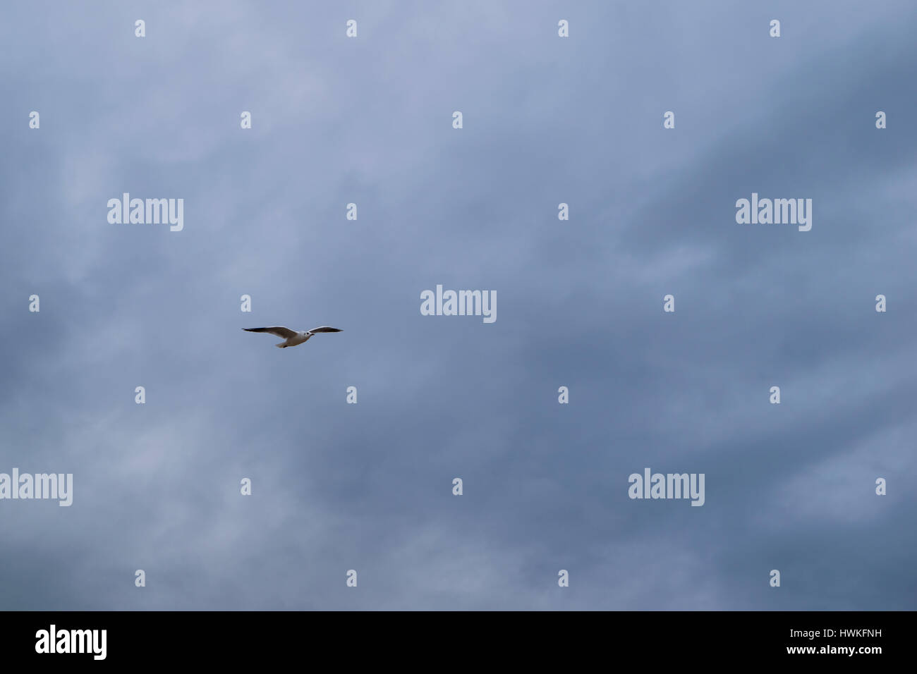 Möwen fliegen gegen blaue dramatischen Wolkenhimmel Stockfoto