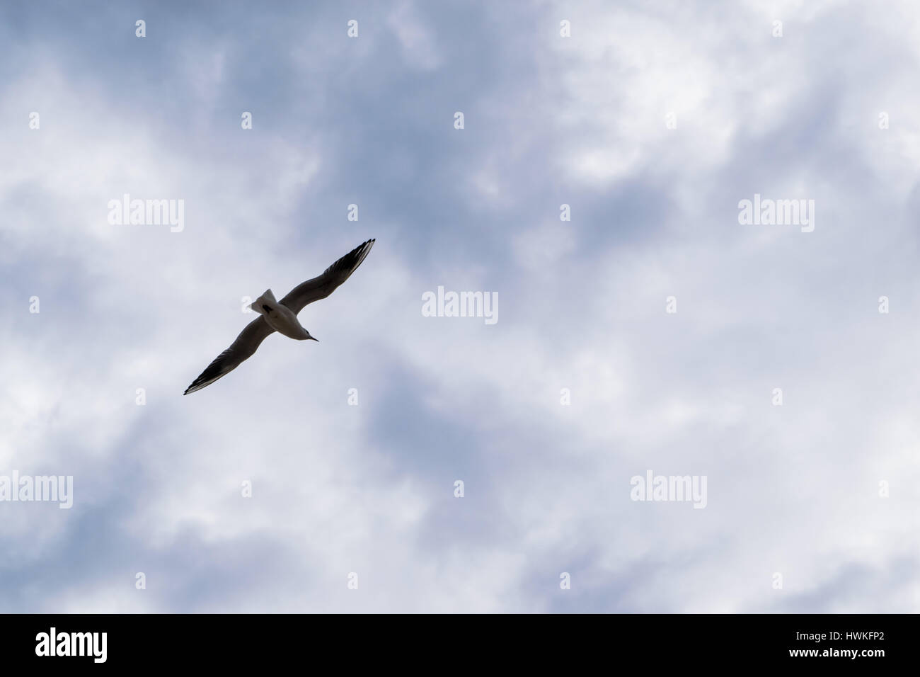 Möwen fliegen gegen blaue dramatischen Wolkenhimmel Stockfoto