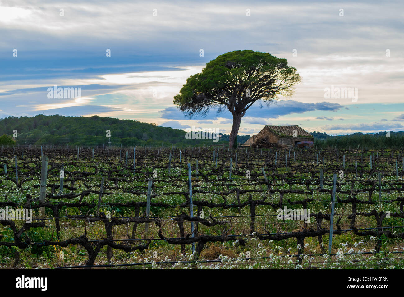 Bereich der Traube Reben Vorfrühling in Spanien, einsame Baum mit Hauswein, Traube Altstadt. Weinberg im Sonnenuntergang Stockfoto