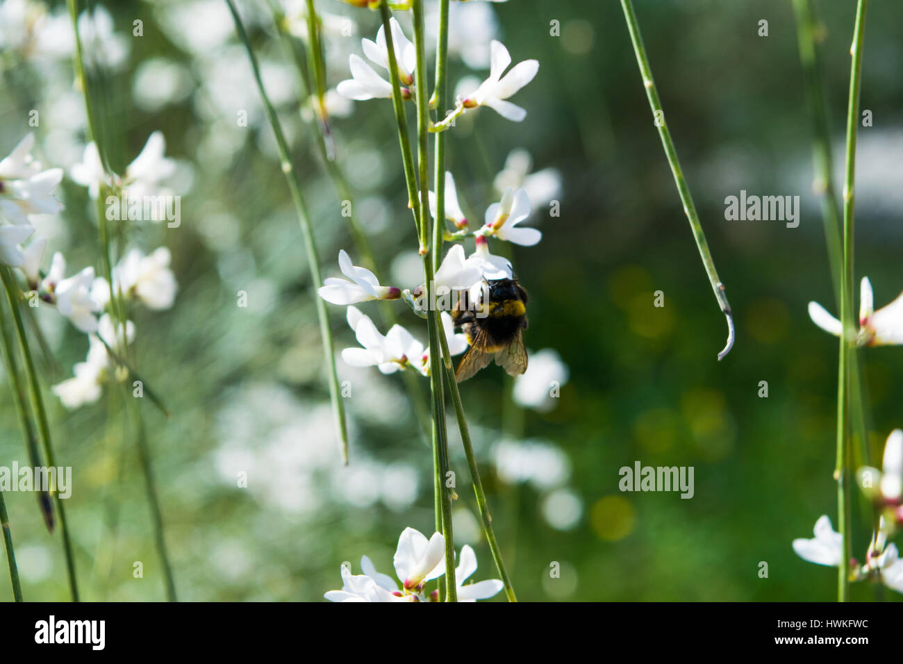 Biene auf die weiße Blume, Frühling in Spanien Stockfoto