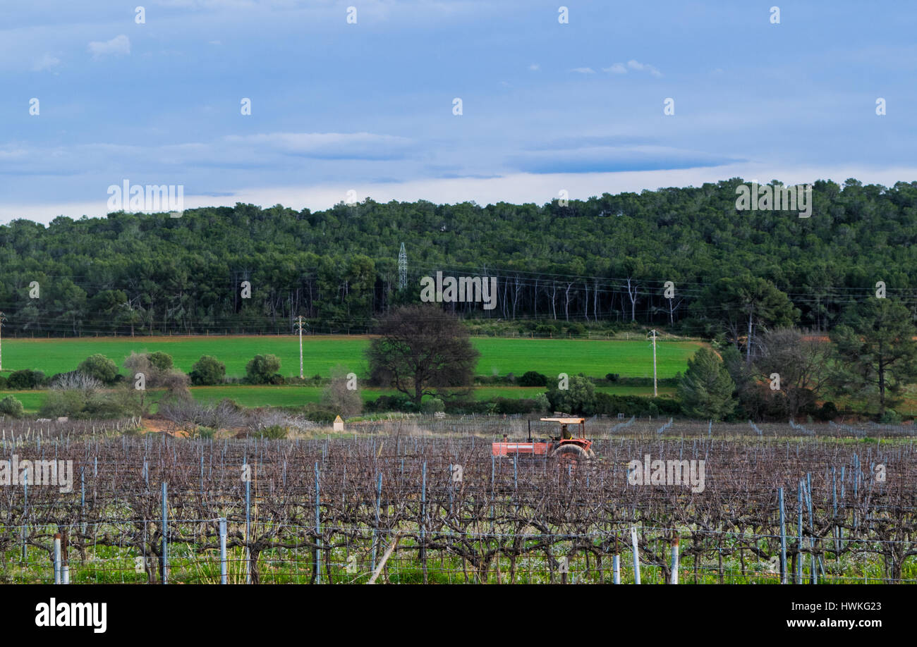 Roter Traktor arbeiten auf dem Gebiet der Weinreben Vorfrühling in Spanien Stockfoto