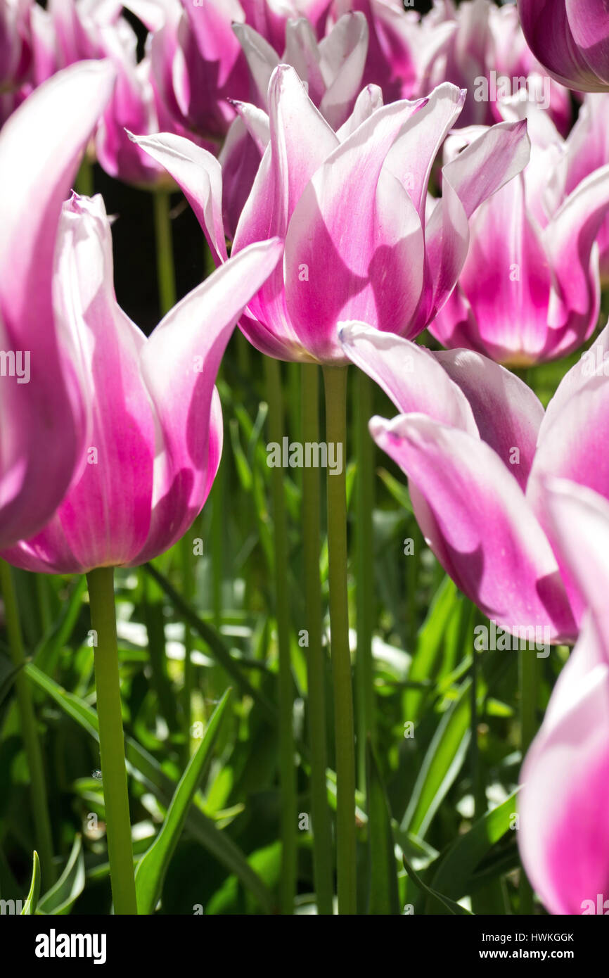 Lilie blühenden Tulpen (Sorte 'Ballade') Stockfoto