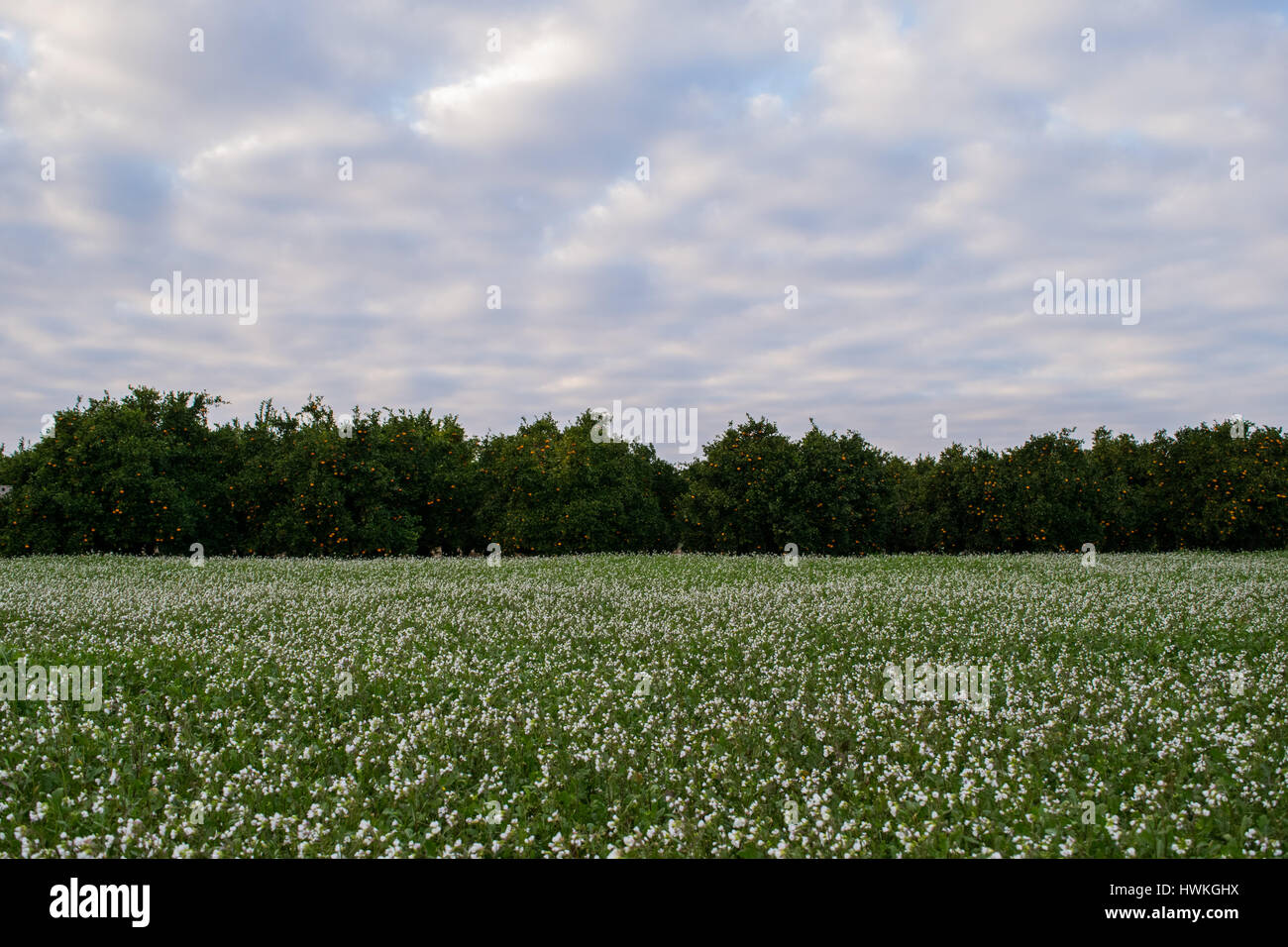 Bereich der weißen Blüten mit Orangen-Plantagen im Hintergrund, bewölkter Himmel Stockfoto