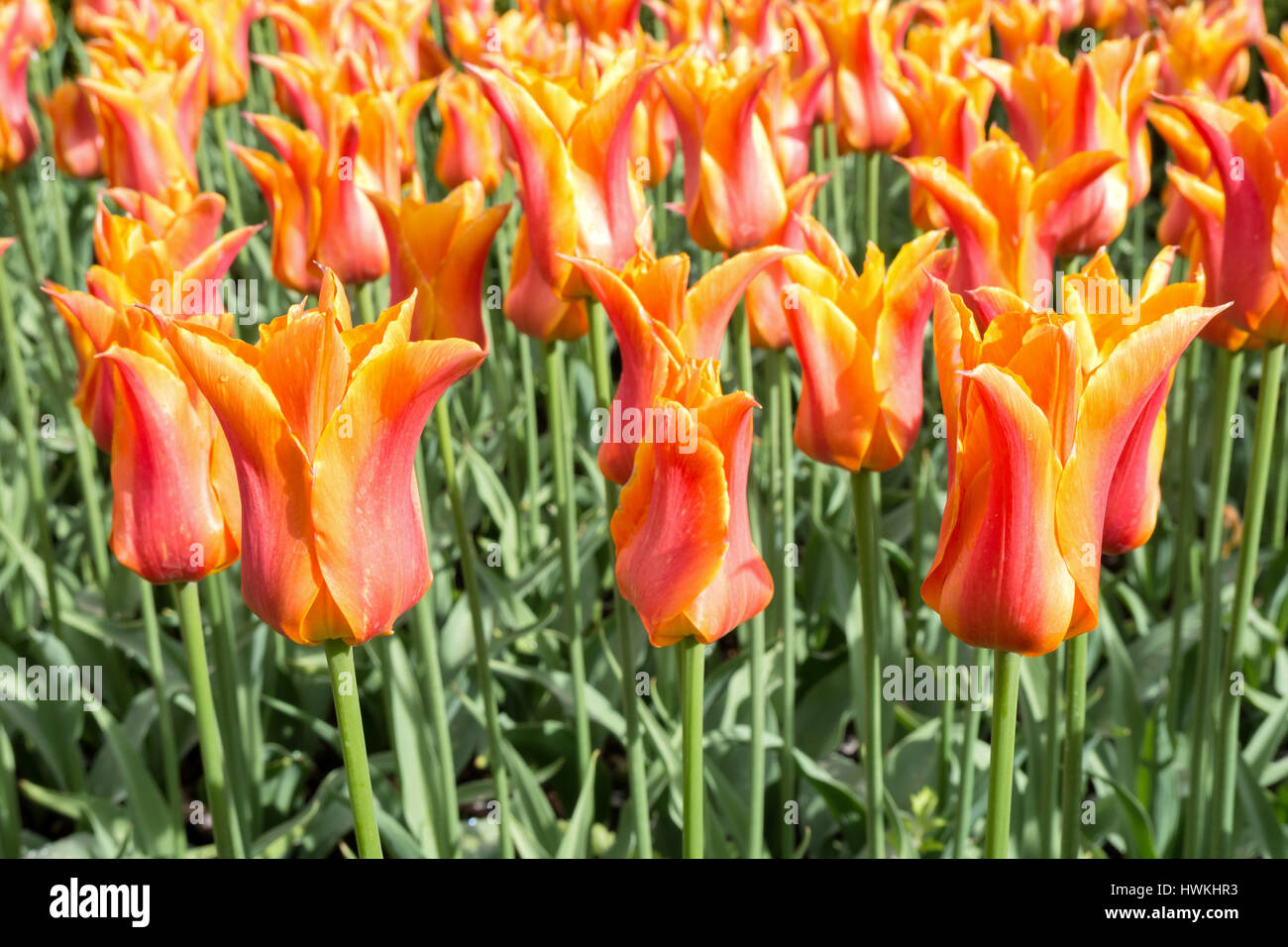 Lilie Blumen Orange-rote Tulpe Stockfoto
