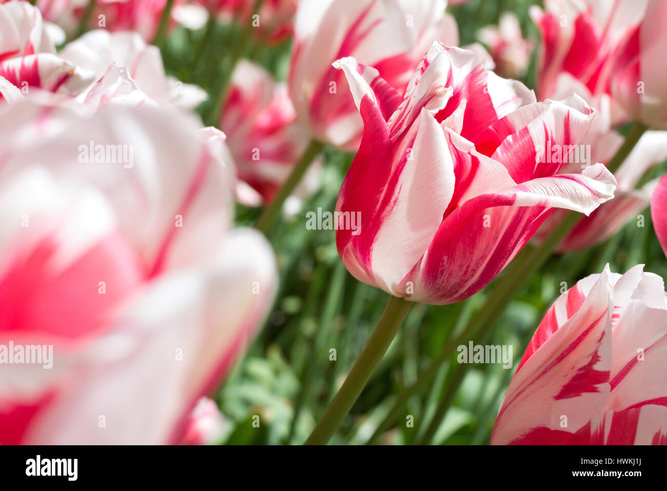 Rembrandt-Tulpen (Sorte 'Sorbet') Stockfoto