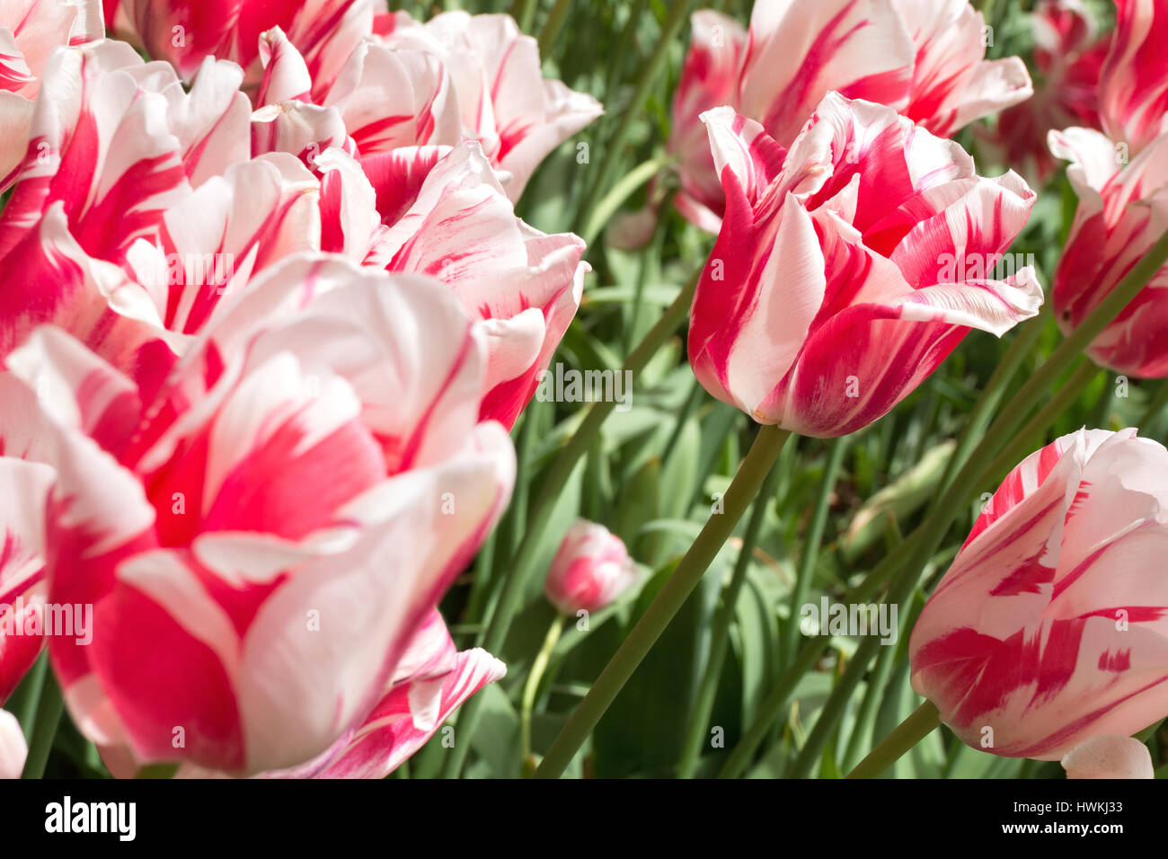 Rembrandt-Tulpen (Sorte 'Sorbet') Stockfoto