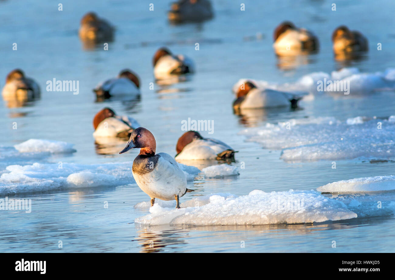 Canvasback Ente stehend auf einem kleinen Eisberg in der Chesapeake Bay in Maryland mit anderen Canvasbacks schlafen Stockfoto