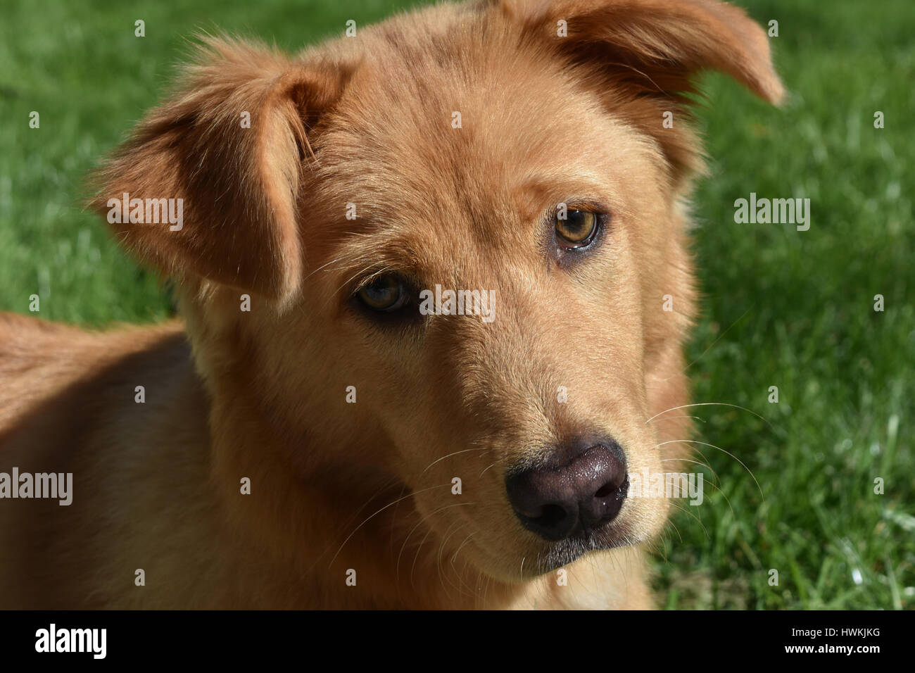 Schöne kleine Red-River-Ente Hund mit einem süßen Gesicht Stockfotografie -  Alamy