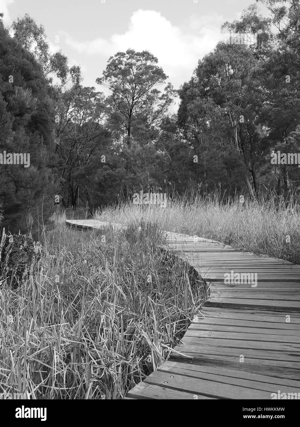 Holz-Vorstand Fuß entlang eines ländlichen Baches durch Busch und Feuchtgebiet in der späten Nachmittagssonne, Victoria, Australien 2016 Stockfoto