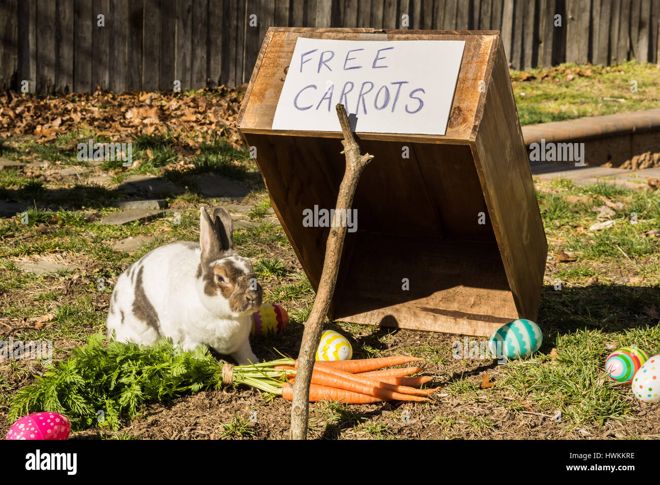 Bunny hop Fotos und Bildmaterial in hoher Auflösung Seite 2 Alamy