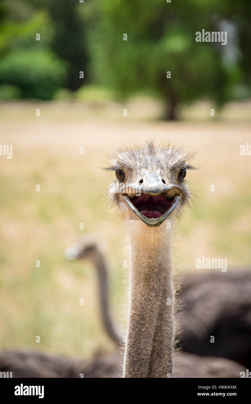 Neugierig Strauß Vogel portrait Nahaufnahme Stockfoto
