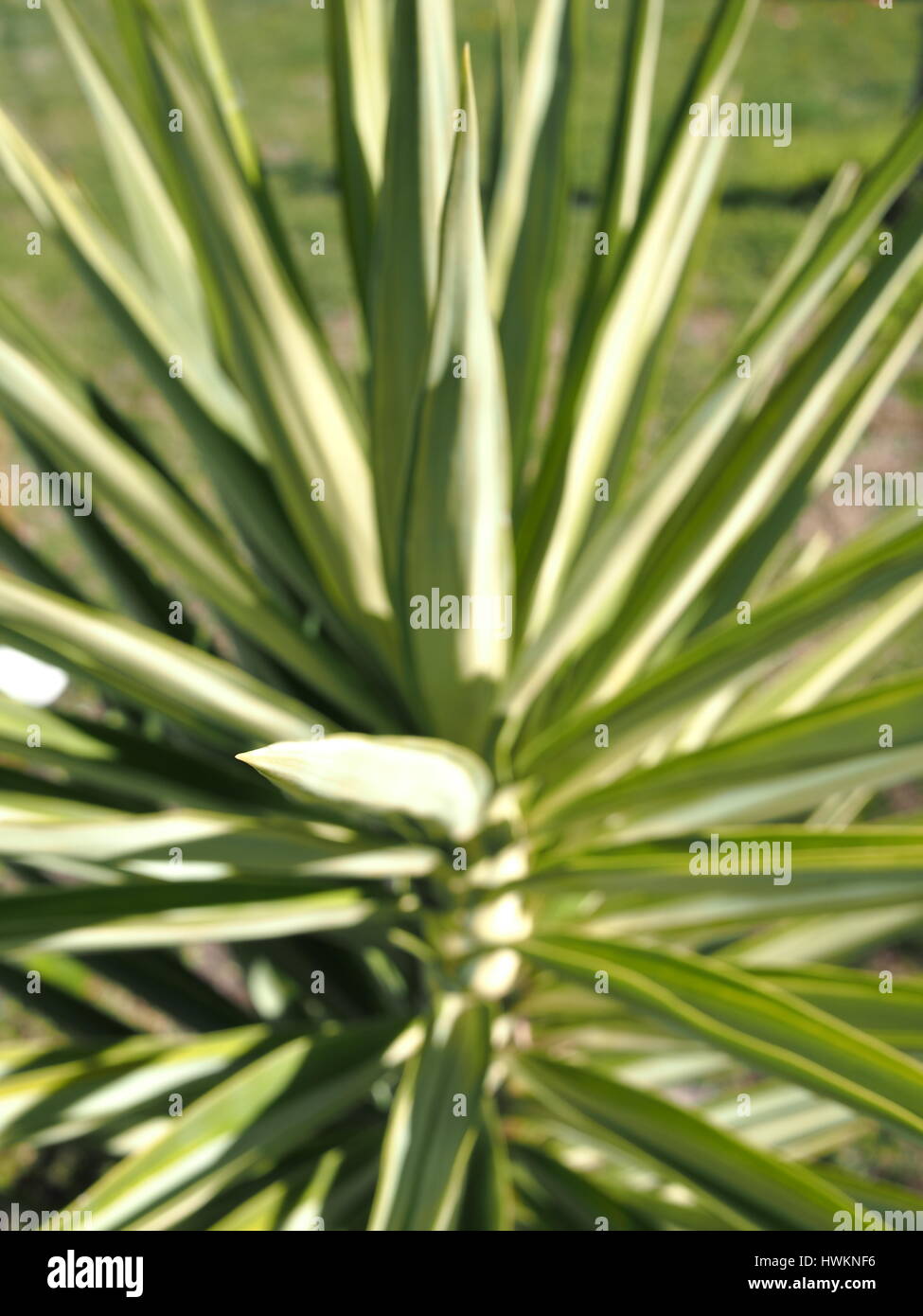 Spikey Pflanze Hintergrund, Melbourne 2016 Stockfoto