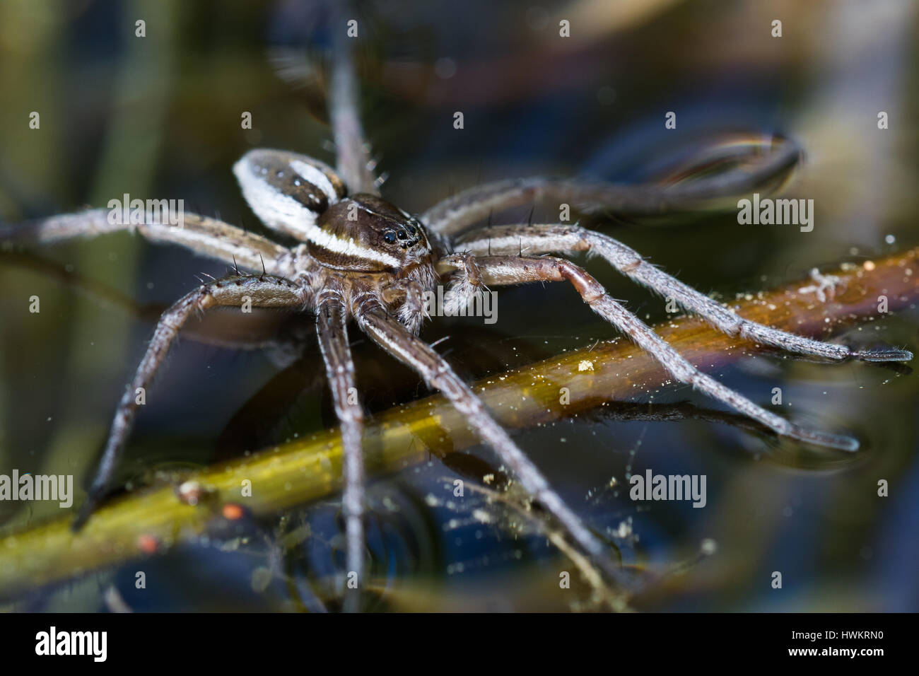 Sechs-spotted Angeln Spider (Dolomedes Triton) demonstrieren Oberflächenspannung auf einen kleinen Teich Stockfoto