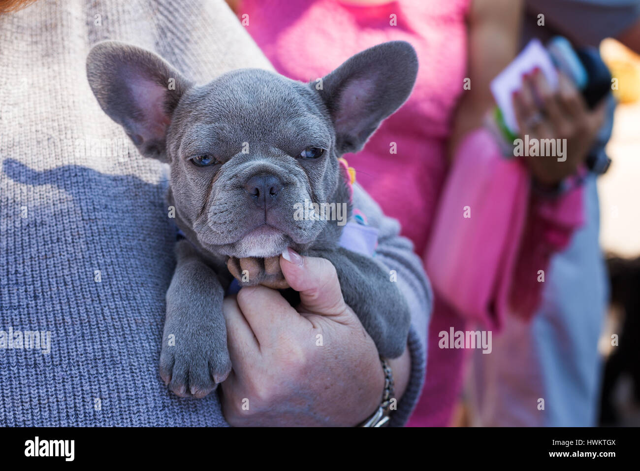 Französische Bulldogge Welpen Stockfoto