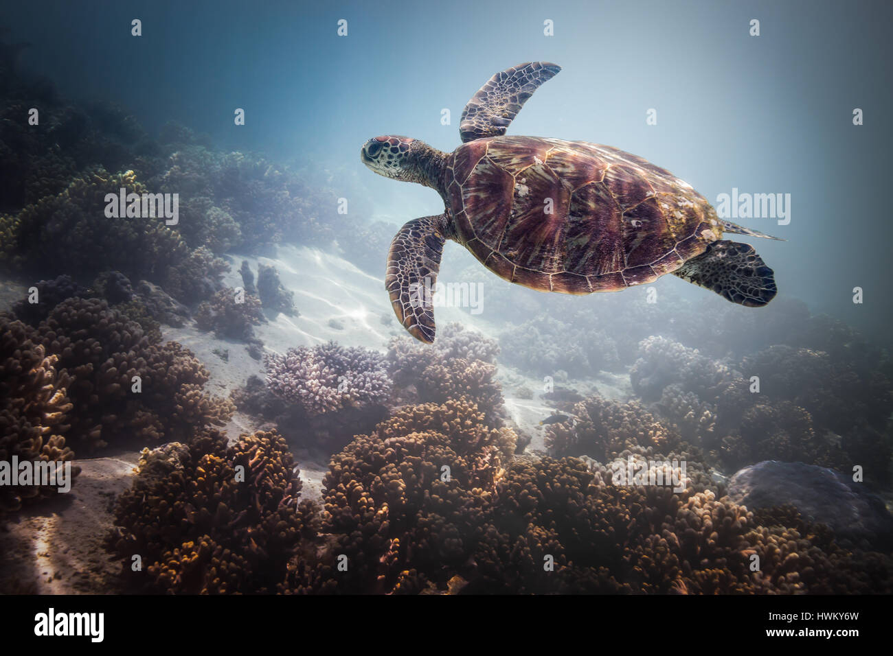 Grüne Meeresschildkröte (Chelonia Mydas) Stockfoto